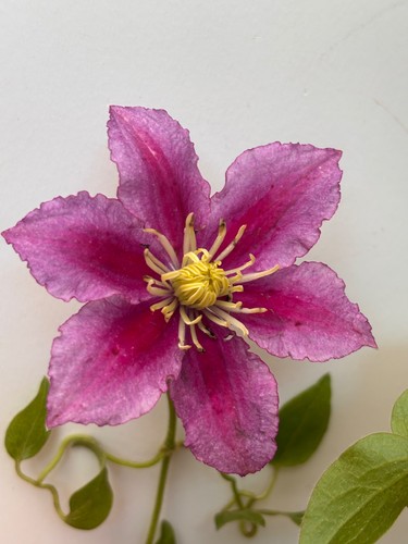 Clematis piilu patens group - clematis,