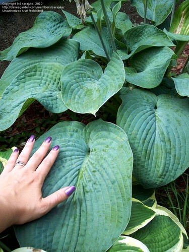 Hosta sieboldiana elegans - hosta,