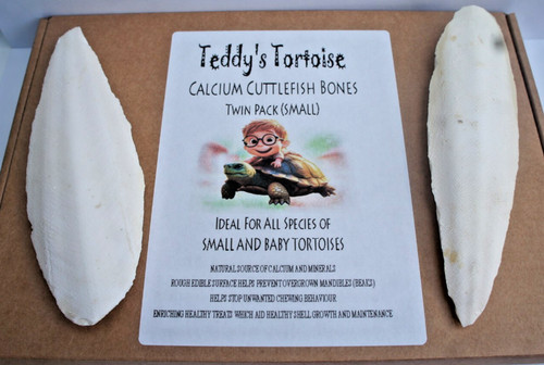 Tortoise cuttlefish teddy - cuttlefish, teddy's