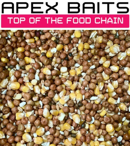 Maple maize seed - seed, spod