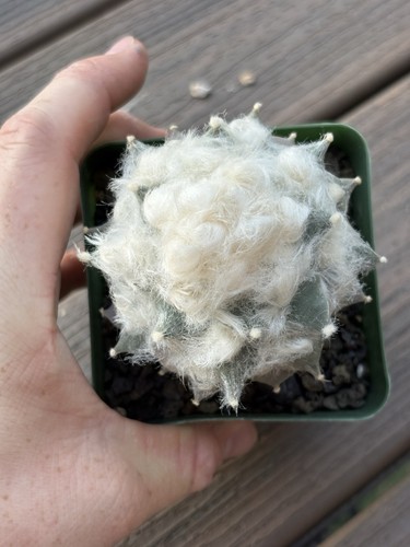Ariocarpus brevituberosus x - ariocarpus, cv