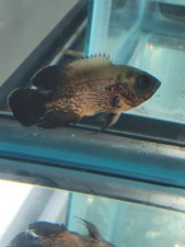 Cooper Oscar Fish 3" (Female)