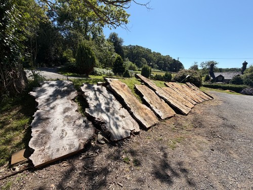 400 year old - seasoned, oak