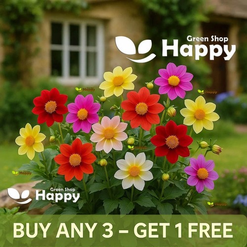 Dahlia variabilis mignon - variabilis,