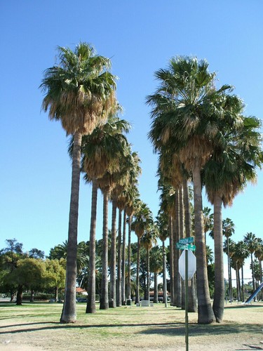 Washingtonia robusta mexican - washingtonia, robusta,