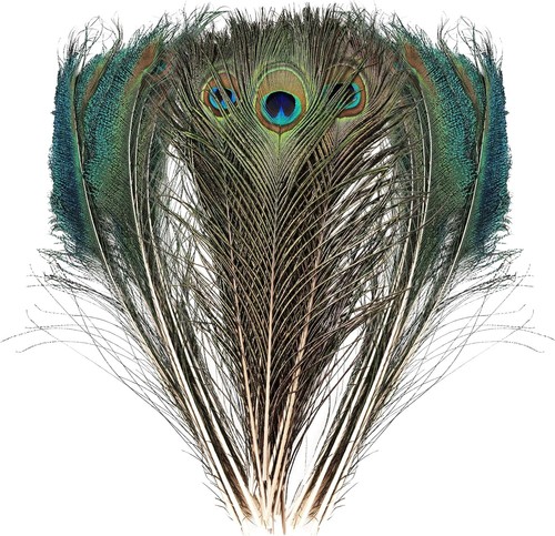 Tharaht 24pcs peacock feathers - 24pcs,