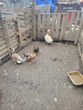 8 +1 Mixed Duck Hatching Eggs