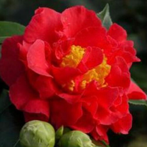 Camellia blood china - camellia,