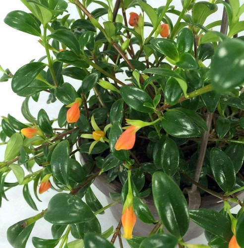 Goldfish plant hanging basket - goldfish,