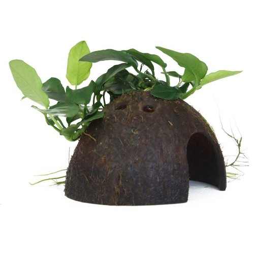 Tropica anubias barteri var - anubias,