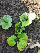 5x everbearing red strawberry