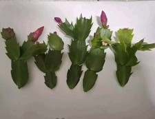 5 x Christmas Cactus cuttings mixed Schlumbergera Truncata Thanksgiving unrooted