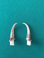 Muntjac Buck Deer Antlers x 2 Taxidermy Gothic