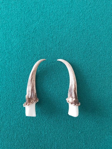 Muntjac buck deer - x, 2