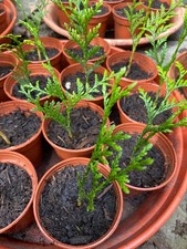 1 X Thuja Plicata 'Atrovirens'