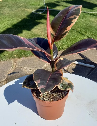 Ficus elastica belize - ficus,
