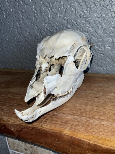 Taxidermy fallow deer skull - taxidermy,