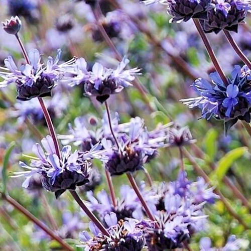 Salvia clevelandii blue - salvia,