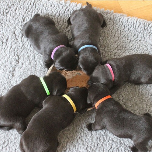 12pcs whelp collars newborn - 12pcs,