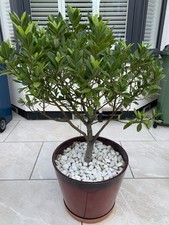 Standard bay leaf plant tree - bay,