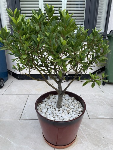 Standard bay leaf plant - plant, /tree