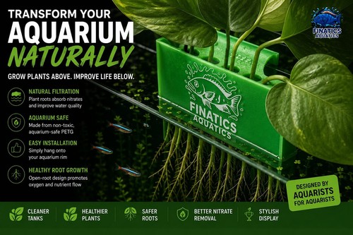 Aquarium plant cutting - aquarium,