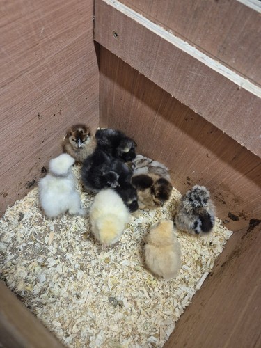 Silkie eggs not - not, live