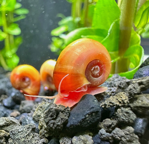 5xramshorn snails shell - snails, size