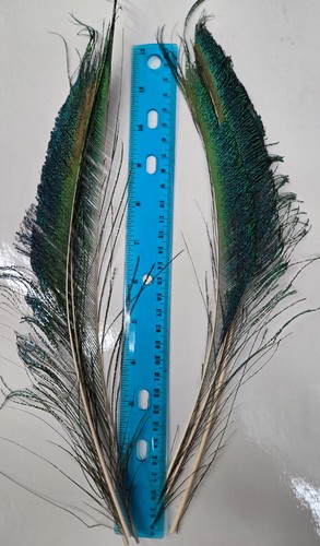 Peacock select swords 3 - swords,