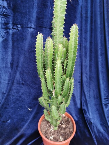 African milk tree exotic