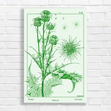 Vintage Botanical Thistle