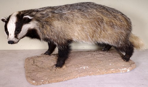 Beautiful badger - beautiful,