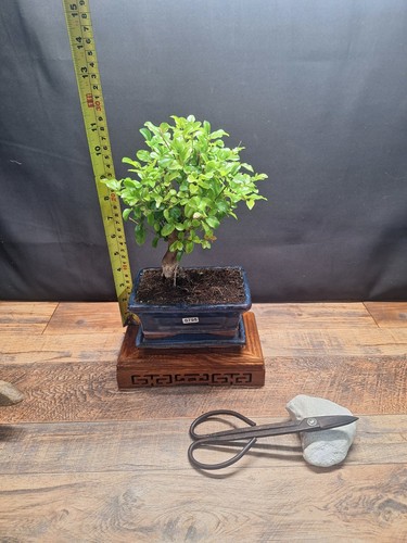 Sweet plum bonsai - sweet,
