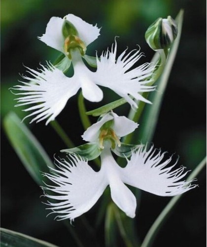 The white egret orchid - egret, flower