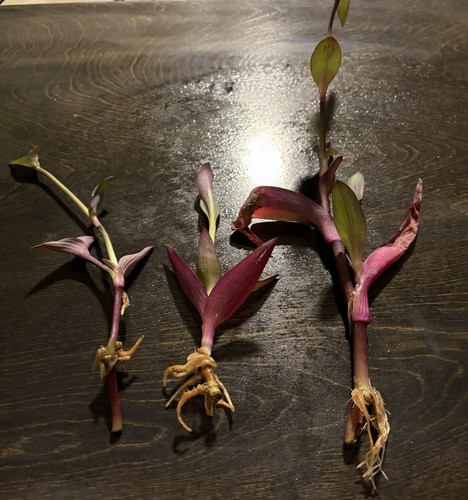 Tradescantia pallida purple - pallida,