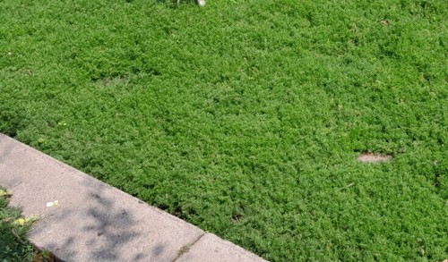 Price per chamomile grass - per,