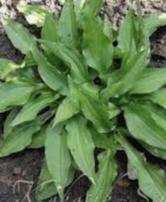 HOSTA - “Mount Kirishima” -  Small Hosta At Maturity - Bare Root  ex 10 cm Pot.