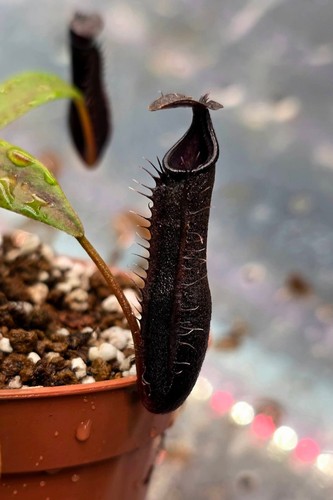 Nepenthes lingulata black - nepenthes,