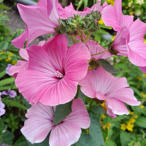 Large pink regis - 3,