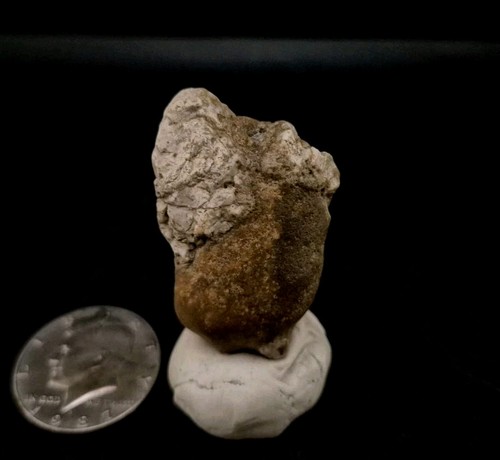 Real fossil dinosaur - real, embro