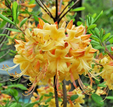 Rhododendron Florida Flame -