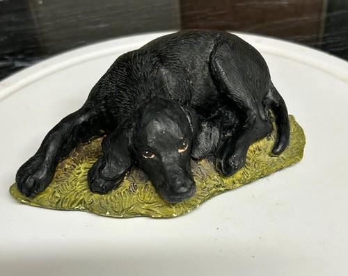 Black labrador retriever dog - labrador, /