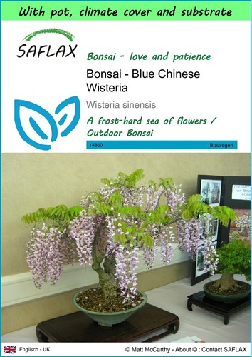 Saflax garden bonsai - -,