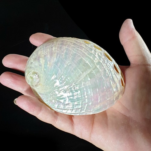 Abalone pearl polished oval - pearl,