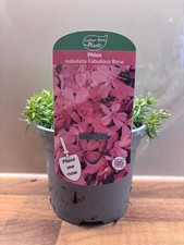 Phlox Fabulous Rose 1L