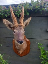 Taxidermy Roe Deer Head With
