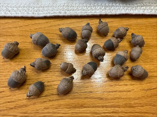 Acorns with caps for - 20+,