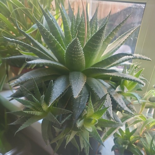 Aloe nobilis pups - nobilis,