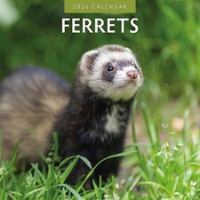 Ferrets 2026 Square Wall Calendar