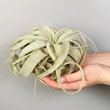 Tillandsia xerographica - t&m,